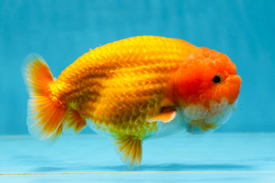 A Grade FLUFFY WEN Red LionKing 5 inches #032125LC_20