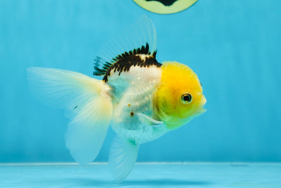 A Grade Lemonhead Oranda Female 4.5 inches #032125OR_03