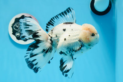 AAA Grade Butterfly Panda Oranda Male 6 inches #0712OR_15