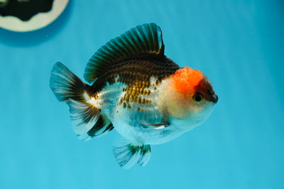 A Grade Batman Tricolor Yuanbao Male 3.5-4 inches #1117YB_14