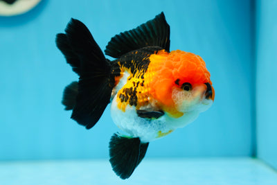 AAA Grade Tricolor Oranda Female 4.5 inches #0818OR_13