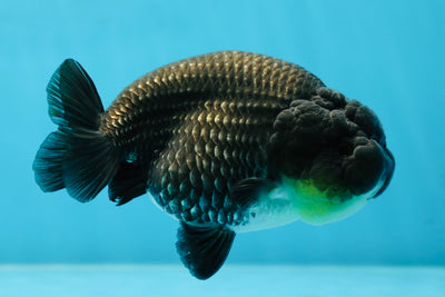 AAA Grade Black Blue LionQueen 4-4.5 inches #051625LC_03