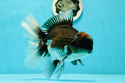 AAA Grade Volcano Tricolor Giant Generation Oranda Male 6 inches #0315OR_01