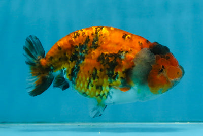 Tiger LionChu Female 5 inches #112825LC_14