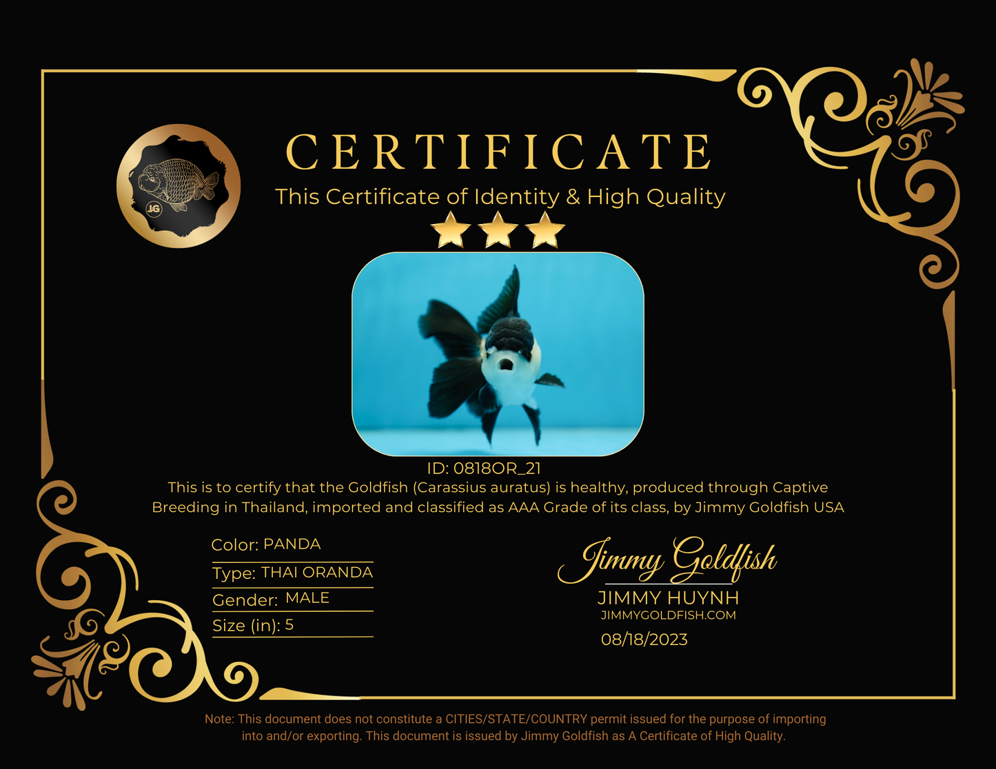 AAA Grade Panda Oranda Male 5 inches #0818OR_21