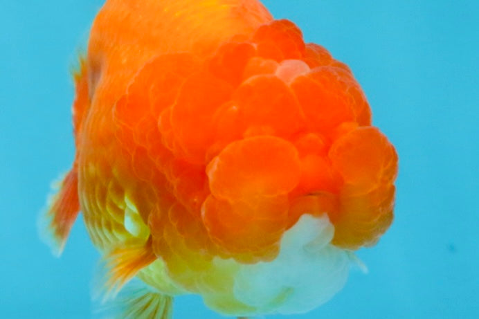 RED ASHAY LIONレッドアッシェイ ライオンFrosted Glass For my son, with the heart of a lion : r/StainedGlass