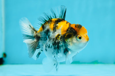 Mâle Yuanbao Kirin Tricolor Lemon de qualité AAA, 3,5 pouces #1124YB_06