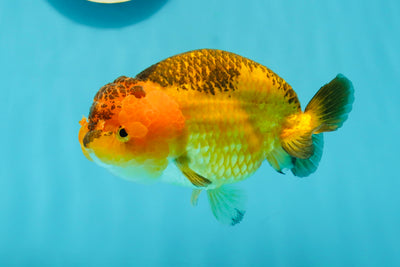 Black Orange Lionchu 5 inches #1004LC_04