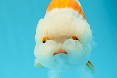 AAA Grade Most Adorable Mac N Cheese LionKing 6 inches #0531LC_06