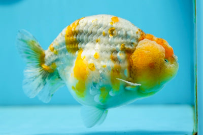 AAA Grade Kirin Ranchu Female 5.5 inches #0915RC_13