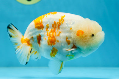 A Grade BIG WEN CHUBBY Sakura LionKing 5.5 inches #030725LC_01