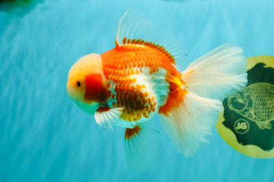 A Grade Lipsticks Red White Oranda Male 6 inches #101626OR_03