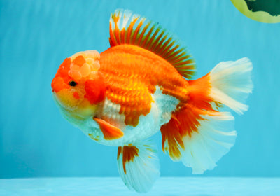 A Grade Godzilla Red White Oranda Male 7 inches #022726OR_12