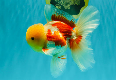 AAA Grade Red White Oranda Male 6 inches #080726OR_13