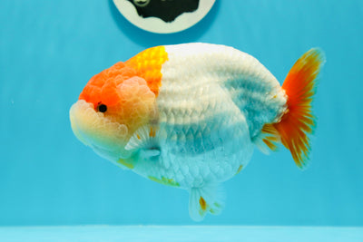 AAA Grade Chubby Red White LionQueen 5.5-6 inches #0517LC_20