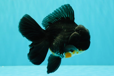 A Grade Kirin Oranda Male 5.5 inches #061926OR_22