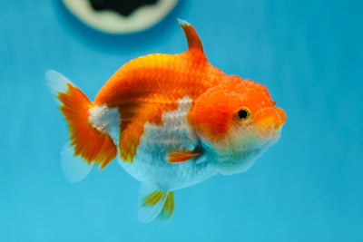 AAA Grade Red White Shark LionQueen 4-4.5 inches #0818LC_11