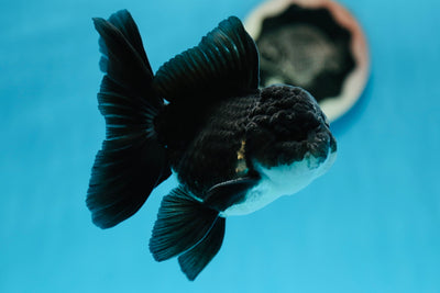 Oranda macho de color negro azabache de grado A de 4,5 pulgadas n.º 1006OR_03