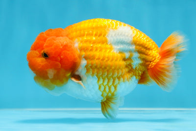 AAA Grade Cow Red LionKing 4.5-5 inches #021425LC_05