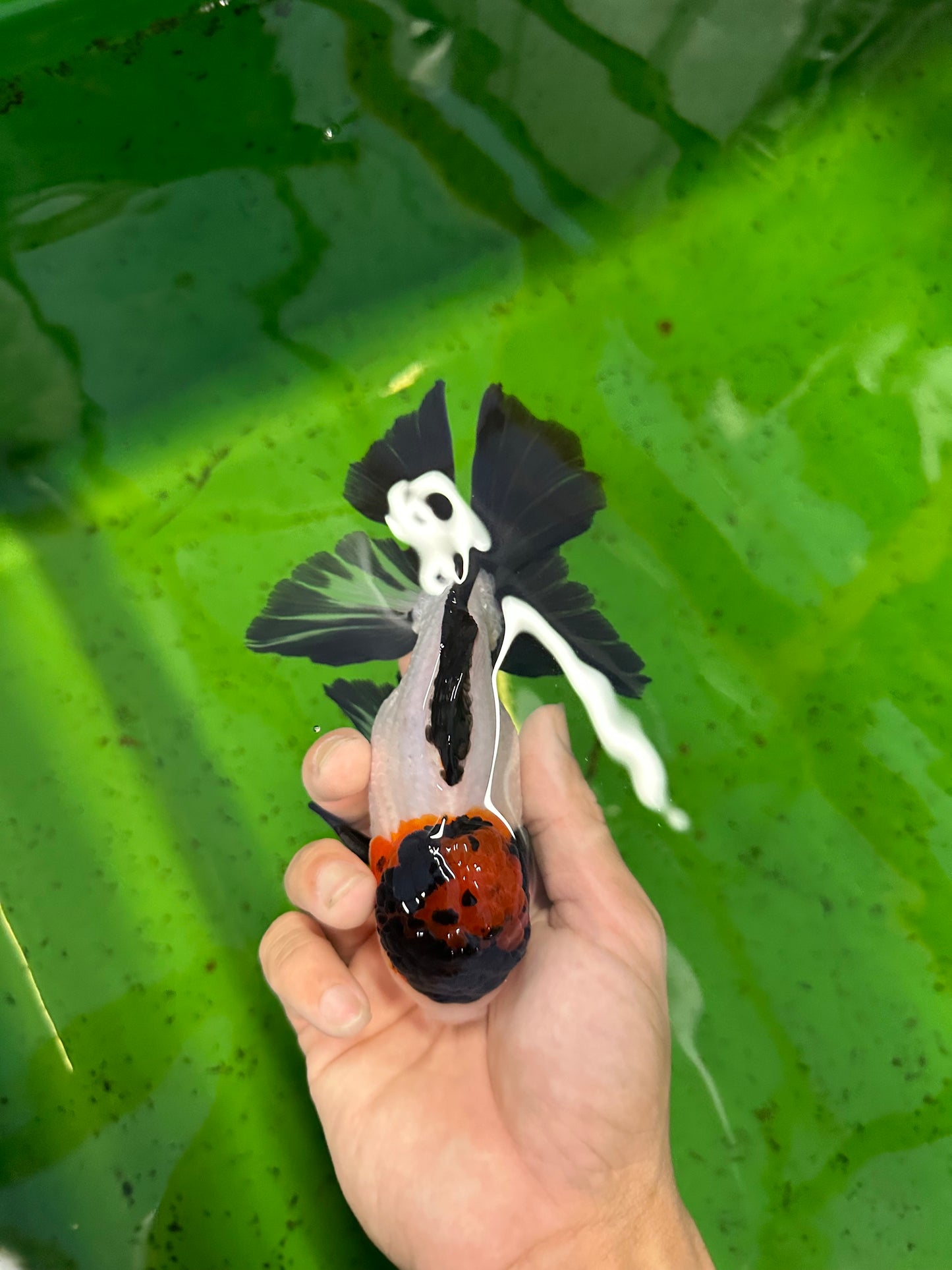 AAA Grade Tricolor Oranda Male 5.5-6 inches #0726OR_10