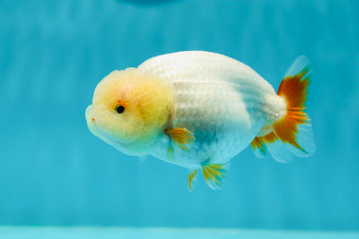 👶Baby Red White Lemonhead Lionchu Male 3.5 inches #0209LC_25