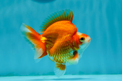 Vendaje de grado AAA Ryukin rojo y blanco para machos de 4 pulgadas n.º 1117RK_03