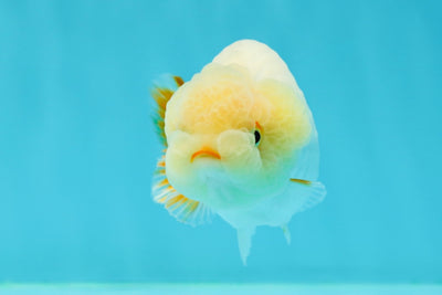 🐣 New Baby Lemonhead Lipstick Lionchu Female 3.5 inches #0223LC_09