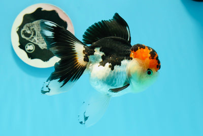 AAA Grade Lava Head Tricolor Oranda Female 5 inches #0510OR_11