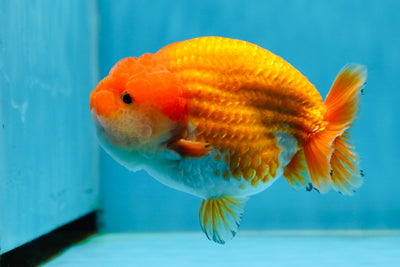 AAA Grade Nugget Red White LionKing 4.5 inches #013125LC_03