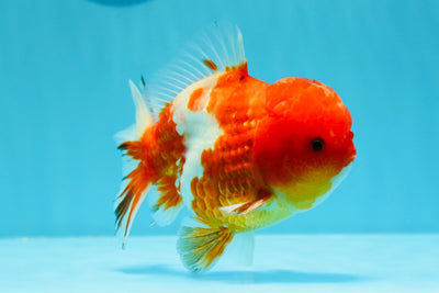 AAA Grade Sakura Yuanbao Male 4.5-5 inches #0503YB_42