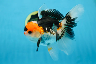 A Grade Tricolor Oranda Male 5 inches #082225OR_20