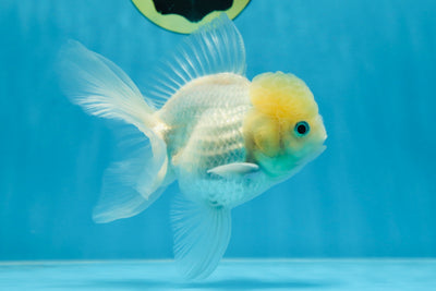 A Grade BEAUTIFUL White Oranda Male 5 inches #072525OR_14