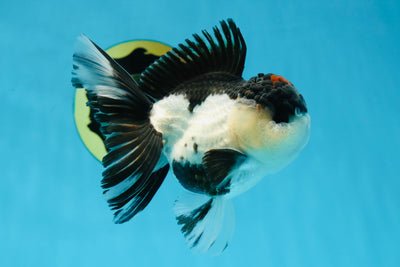 AAA Grade Tricolor Blink Button Eyes Oranda Male 4.5 inches #020725OR_34