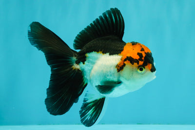 A Grade Red White Oranda Male 5-5.5 inches #051526OR_03