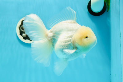 AAA Grade ❄️ White Snowflake Oranda Female 6 inches #0301OR_10