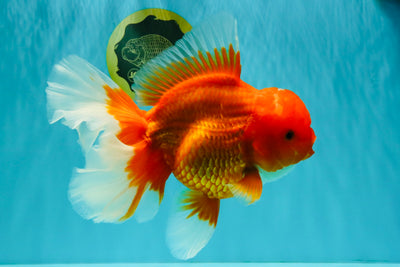 TOMATO AAA Grade Jumbo Broadtail Red Oranda Male 8.5-9 inches #072426OR_03