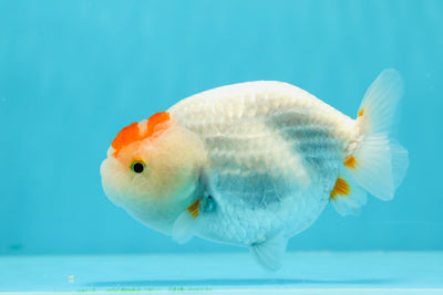 Cutie Lite TANCHO Red White Lionchu Male 4-4.5 inches #0531LC_07