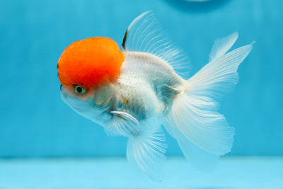 AAA Grade Tomato Head Oranda Male 5 inches #0908OR_04