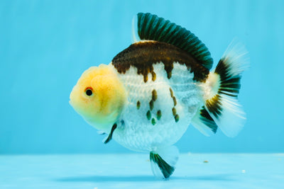 Rare AAA Grade Lemonhead Panda Yuanbao Female 4 inches #1020YB_02