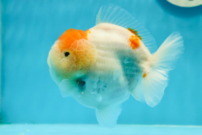 AAA Grade Lemon Cheese Yuanbao Male 4.5 inches #0119YB_04