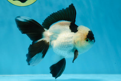 A Grade Yin-Yang Panda Oranda Male 5 inches #021425OR_15