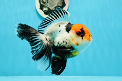 Bouledogue tricolore de catégorie A Oranda mâle 5-5,5 pouces #122223OR_12