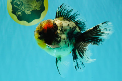 Marble Oranda Male 5.5 inches #080726OR_16