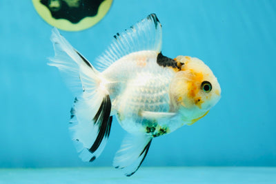 A Grade Tricolor Oranda Female 5 inches #031425OR_07