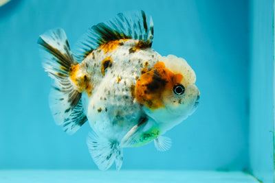 Mâle Yuanbao Calico Blue Base de catégorie A 4 pouces #122923YB_11