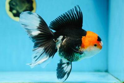 A Grade Tricolor Oranda Female 6.5 inches #090525OR_19
