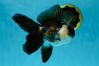 A Grade Panda Oranda Male 5 inches #050225OR_09