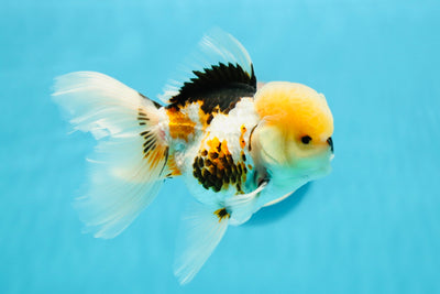 AAA Grade Lemonhead Tricolor Mario Oranda Male 4.5-5 inches #121523OR_13