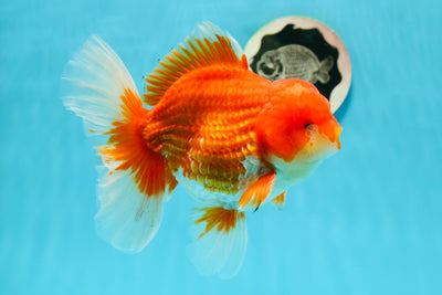 AAA Grade Red White Godzilla Oranda Male 6.5 inches #0209OR_07