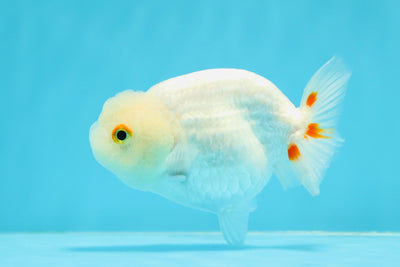 New ✨ Lemonhead Red White LionChu Female 4-4.5 inches #0426LC_10